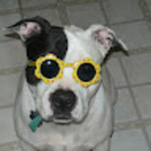 Meet your Posher, Molly